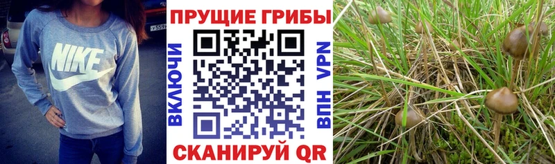 Галлюциногенные грибы ЛСД  omg рабочий сайт  Городище  где купить наркотик 